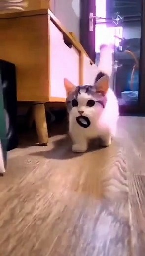 Tik tok kucing lucu yang lagi viral