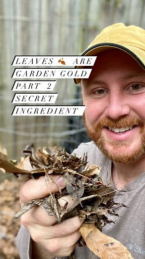 6.2K views · 248 reactions | Leaf mold is a renewable alternative to peat moss. Fall leaves are decomposed by fungi over the course of one or two years. The results in product is rich in organic matter and trace minerals. Additionally, leaf mold, holds water like peat moss, but can be produced locally....if you’re willing to wait  #homestead #homesteading #renewableresources #sustainablity #marketfarden #gardening #kitchengarden #soilhealth #notill | Mindful Farmer | Facebook