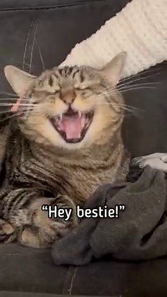 Penny gets love when we get home from an errand! #pennythecat #talkingcat | Aymie Herman