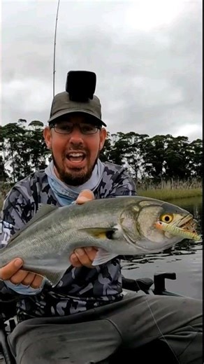 Daiwa Infeet Slippery Dog surface lure fishing. Fish goes mental !!