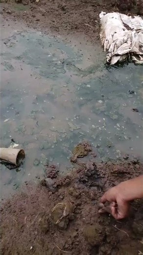 Catching Eels Step by Step Guide