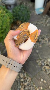 I get the hype in Hypo now. Wish I had jumped in sooner! 😂 | Arcandrez Ball Pythons