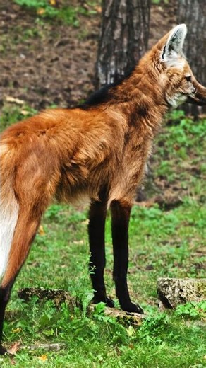 A Wolf on Stilts? Meet the Maned Wolf #shorts #weirdanimals