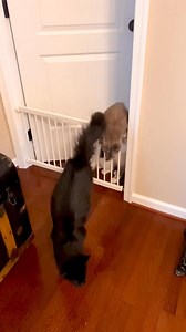 Blue Ridge Maine Coons of the Virginias on Reels