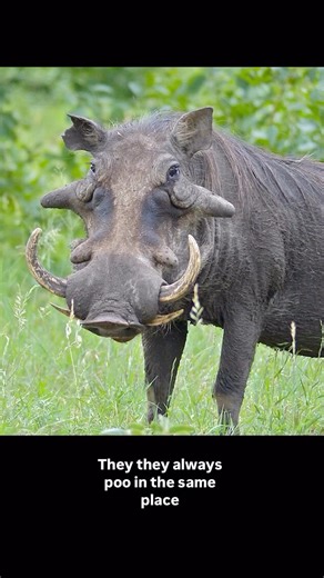 @no1inparticularpodcast on Instagram: "Listen wherever you get your Podcasts!! @iamlulurage chats to @captaininsipid Part travel diary, part therapy session and part late-night dorm-room conversation, this episode is for anyone interested in friendships, living abroad, Gen X reflections, career choices and navigating life’s unexpected pivots. If you love humorous conversations, global perspectives, and stories about cultural differences, this episode is for you. #pod #genx #poop #podcast #men"