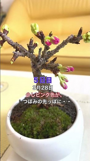 🌸桜の盆栽 つぼみの状態から何日で花が咲くの？検証！｜一才桜 盆栽 ブルーミングスケープ cherry blossoms BONSAI
