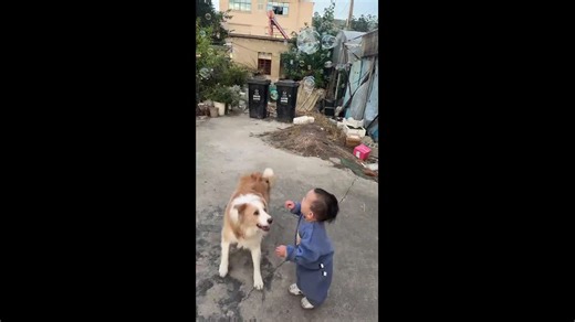 Playful dog accidentally pounces on toddler while popping bubbles in Shanghai City, China