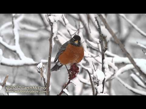 American Robins in the Snow