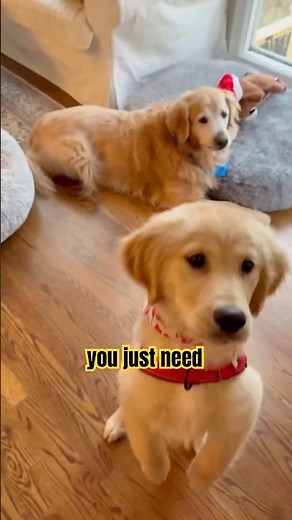 How to keep dog entertained