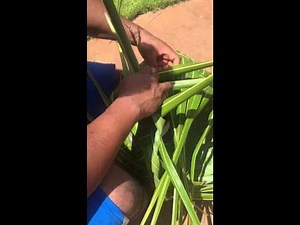 DIY: How to Basket weave traditional style out of coconut palm tree leaves.