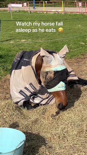 Sadly I had to get to work so he woke when I moved. Bless him 😍. #zangersheide #warmblood #horses #fyppp #showjumping #cuteanimals