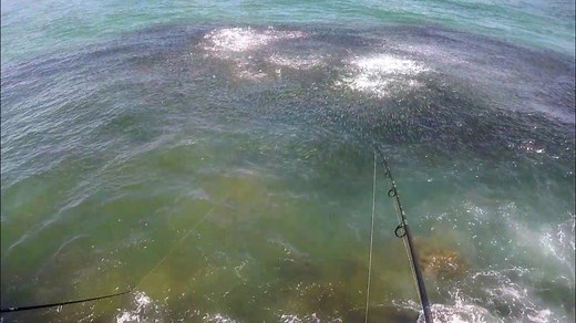 Insane fishing frenzy - the mullet run at its peak