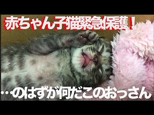 赤ちゃん子猫の緊急ミルクボランティア！…のはずが The baby kittens like an alien