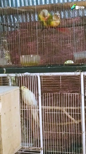 pineapple conure mating 🫢😳✌https://www.facebook.com/Birdsofvillage/videos/1807843009678426/ #pineappleconure #pineappleconures #pineappleconure❤️ #pineappleconure🍍🐥 #pineappleconurelove #pineappleconureparrot #birdmating #birdmatingdance #birdsofvillage | Birds Of Village