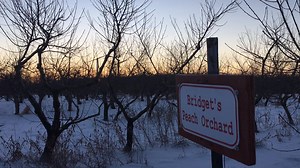 It only takes one cold night of temperatures below -10F and peach buds will start to die before they have a chance to bloom in the spring and turn into peaches. On cold winter nights, we use a large fan to blow warmer air (-6F) back down into the orchard to keep the temperature at tree level above -10F. On the morning of January 21st, it was -17F just before sunrise, in the areas not under the wind machines. Apple buds are more hardy and they can survive temperatures as low as -20F or -25F. As f