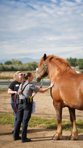 At Colorado Horse Rescue, our mission extends beyond the horses living here at the ranch. 🐴💙 Today, we welcomed local law enforcement officers for specialized training in equine healthcare and welfare. By learning about body condition scoring, nutrition, and preventative care, these officers are now better equipped to identify and respond to cases of equine neglect or mistreatment in the field. This kind of collaboration ensures that horses receive the protection and advocacy they deserve. Tog