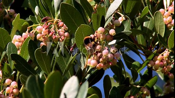 Arbutus Unedo (Strawberry Tree) in Greek Koumaro with a bug flying from one flower to an other