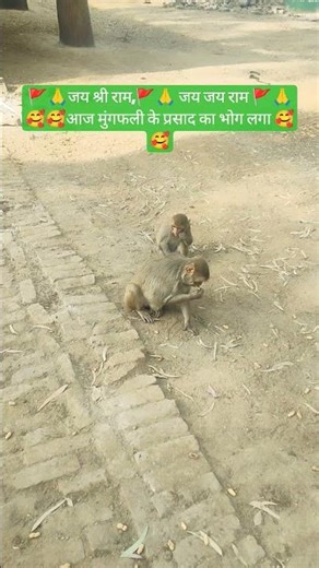 aaj mungfali ka bhog lagaya,,🙏🚩 Jai shree Ram @kuldeeptomar007