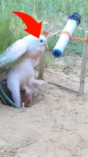 How to make trapes | pigion trapes #shorts