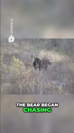 Grizzly Bear Chases Moose Epic Wildlife Encounter!