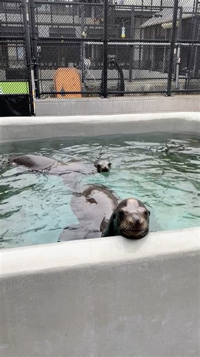 Think you know more than the average marine mammal enthusiast? 🤓 Find out with our sea lion trivia ⤵️ 🏁 How fast can sea lions swim? 🦁 What is the difference between California sea lions and Steller sea lions? 🗣️ How do sea lions communicate? Ready to see how you did? Dive into the answers at https://bit.ly/4aDU2w1. | The Marine Mammal Center