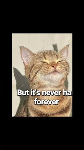 #funny #cat #remix