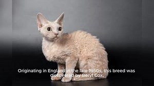 Devon Rex Cat