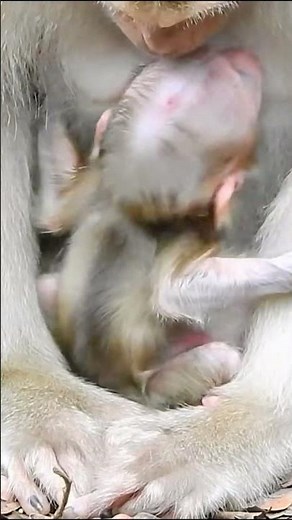 Monkey Documentary | Mother monkeys have an amazing way of raising their young.