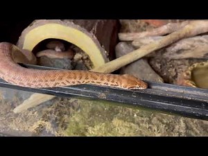 Breeding my Anthill pythons