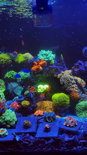 232 reactions · 5 comments | A little patience pays off. Tank is back to normal and water is clear. Fish are happy and coral are open. Life is good! Side note: that candy cane coral is so dang bright. 酪#reeftank #aquariumhobby #reefaddict #marinelife #coralreef #veteran #saltwateraquarium #reef #aquariumlife | Operation Reef Therapy | Facebook
