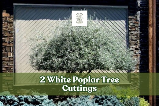 2 White Poplar Tree Cuttings for Growing - Etsy