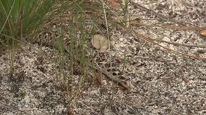 Slithering into the weekend like... For more information on southern hognose snakes, visit: bit.ly/2yoYseo | NC Wildlife Resources Commission