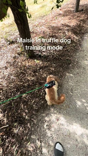 Maisie's Truffle Dog Training: What to Expect