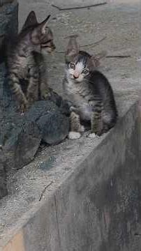 Bébé chat au jardin public Bang Saen Thaïlande