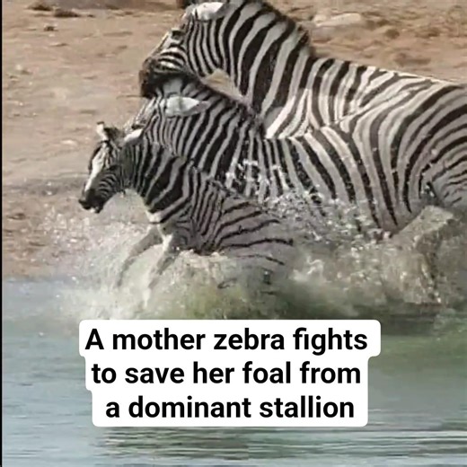 The Ultimate Mother’s Love: Zebra Foal’s Narrow Escape 🦓 #TheNatureStack #Zebra #Motherhood #Etosha