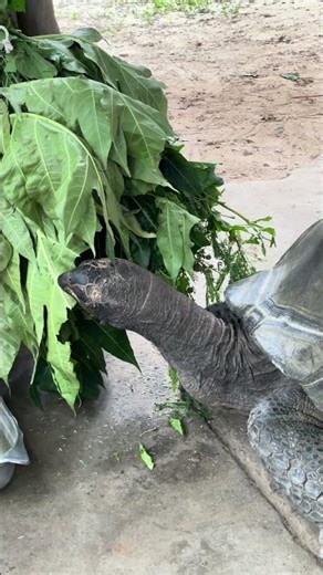 Nhanh trí đón tên đây là con gì nhỉ???