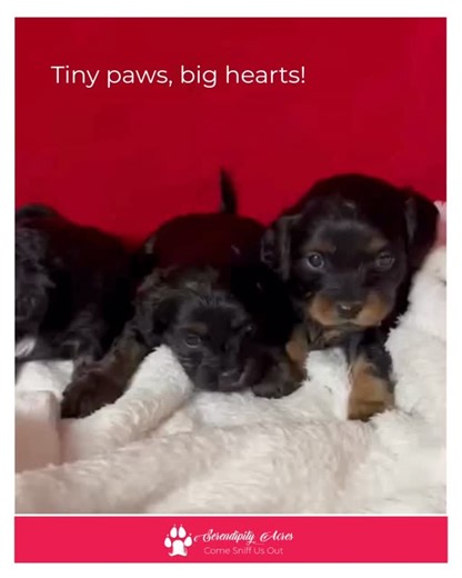 Serendipity Acres on Instagram: "💕 MINIATURE BLACK & TAN CAVAPOOS Coming available soon, these sweet girls are known for their loving personalities, intelligence, and gentle nature, making them wonderful companions for families and individuals alike. They are expected to be approximately 15–20 lbs full-grown. Fill out a Buyer’s Questionnaire and Sue and Charlotte will get back to you https://serendipityacres.ca/puppies-for-sale/#buyersquestionnaire #MiniCavapoo #CavapooPuppy #Cavapoo #KingCharl
