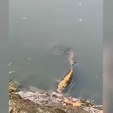 Un poisson avec un visage humain !