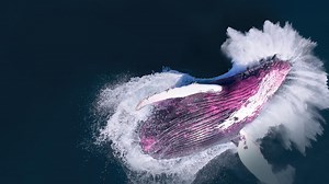 Series Preview | The Future of Nature