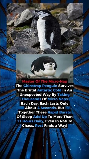 Chinstrap Penguins Sleep in Seconds!🐧 #wildlife