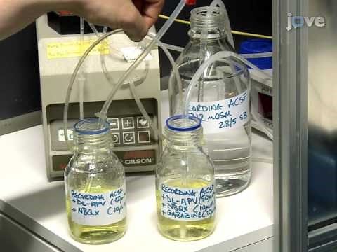 Whole cell patch clamp recordings from morphologically - Digitimer DS2A