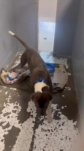 2.7K views · 127 reactions | All of the available dogs at MAHS! Every dog is available for adoption or rescue. Most of the dogs here are also available for foster if you are a Marion county resident. See someone you like? Stop out at the shelter to meet them or message us with any questions! | Marion Area Humane Society | Facebook