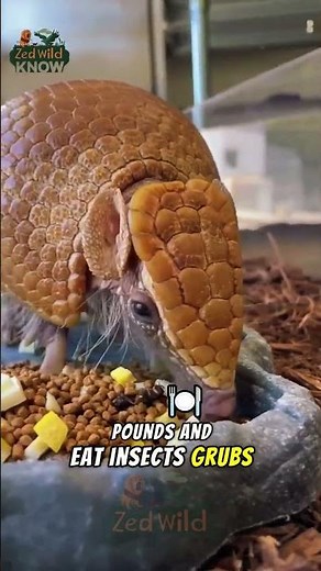 Amazing Fun Facts About Armadillo 🦔 Nature’s Tiny Tank | Zed Wild Know