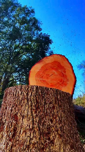 Tree Removal | EA Tree Service