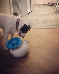 The best big brothers teach their sisters the important things like how to use the best fetch toy ever. You've got this big brother thing down @djackiszenth. | iFetch