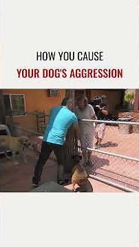 How you cause your dog's aggression