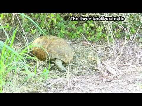 Interesting facts the three toed box turtles.