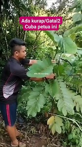 1.4M views · 9.5K reactions | Herba tradisional untuk mengubati masalah gatal #Reelsfyp2025 #Tumbuhan #Info #Tips | Linus Eging | Facebook