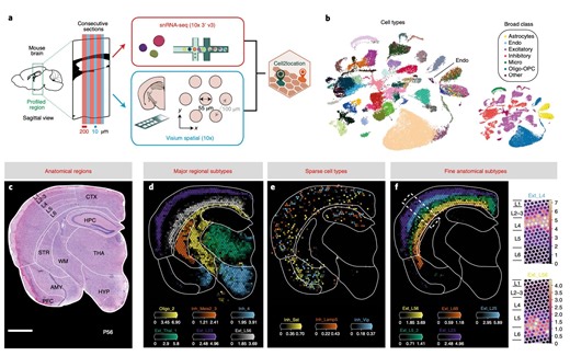 2022最新空间转录组（spatial transcriptomics）数据分析指南