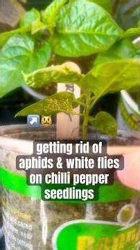 aphids & white flies on chillipepper transplants treating them making sure they dont get overwatered